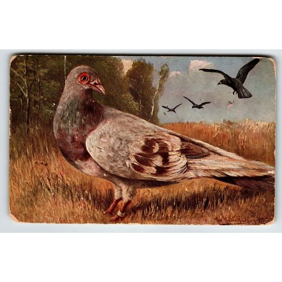 Red Pied Carrier Pigeon Birds Postcard Rustic View Artist Signed Muller 317 - Picture 1 of 2